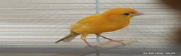 Canaries birds for sale: Canary MALES - Advert 6