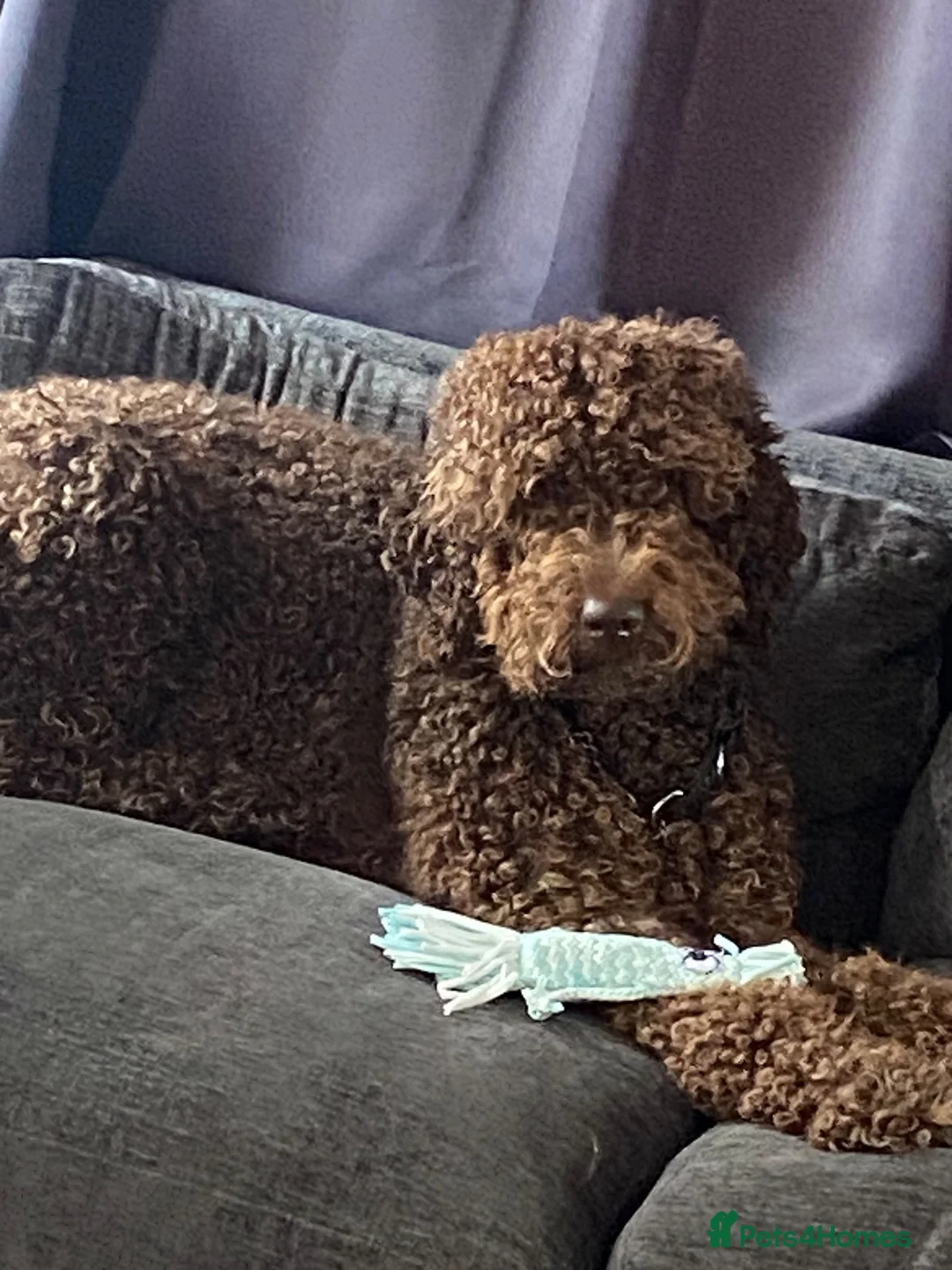 Standard Poodle dogs for stud: Chocolate boy for stud  in Stockton-on-Tees - Advert 4