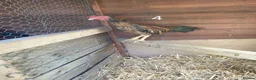 Chickens poultry for sale: Shamo , Brazilian,  aseel  - Advert 7