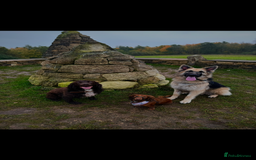 German Shepherd dogs for sale: URGENT home needed for my dogs - Image 18