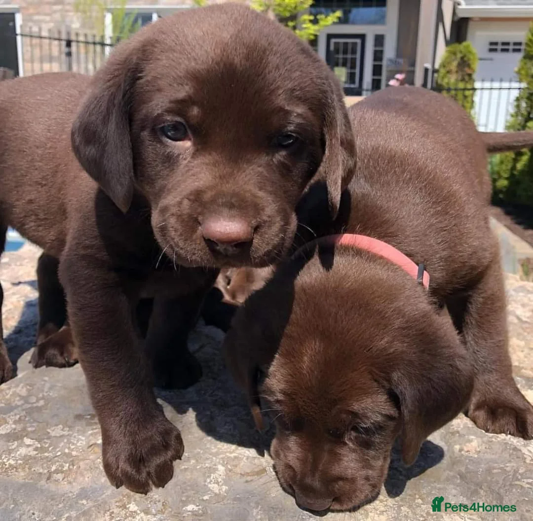 Labrador Retriever dogs for stud: Exceptional Chocolate Labrador FOR STUD in Bedford - Advert 7