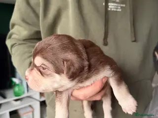 Mixed Breed dogs Shih-boodle - Advert 2