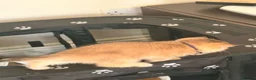 Scottish Fold cats for sale:  Golden Chinchilla Scottish ready leave 28/05 - Advert 9