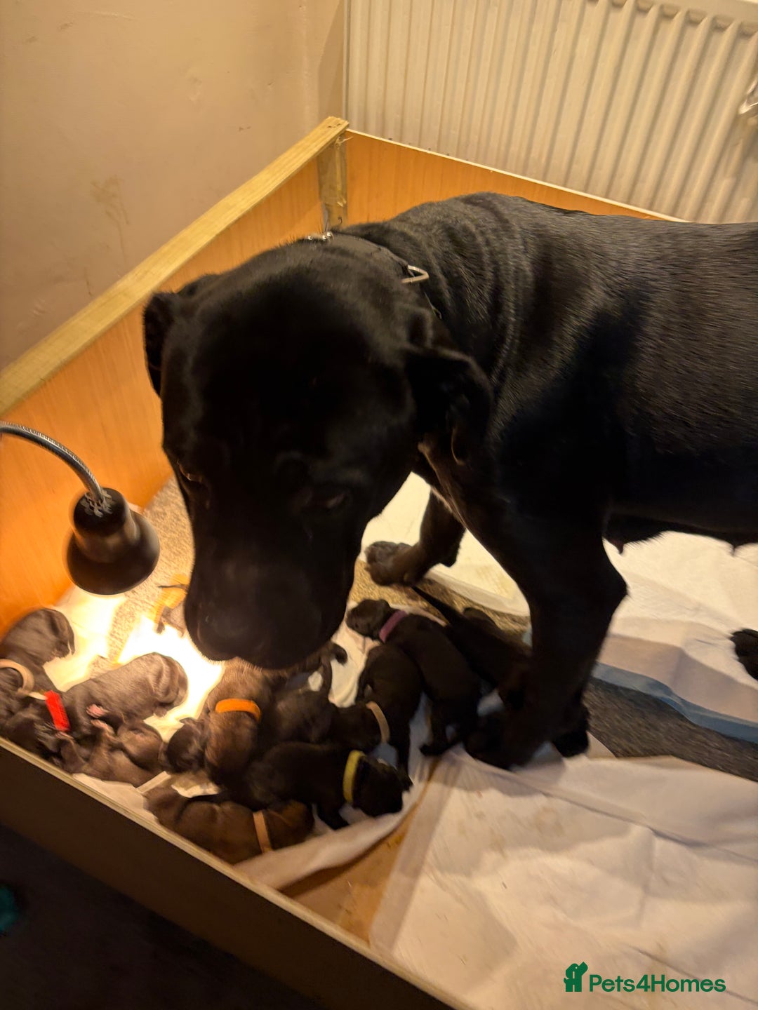 Mixed Breed dogs for sale: canecorso pups - Advert 1