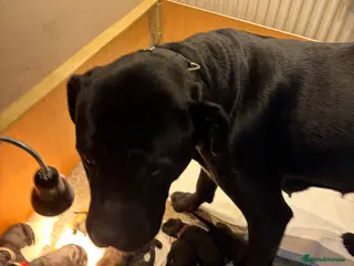 Mixed Breed dogs canecorso pups - Advert 12