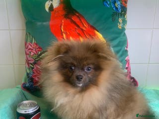 Pomeranian dogs Female Tiny Pomeranian 6 months Old OPEN TO OFFERS - Advert 15