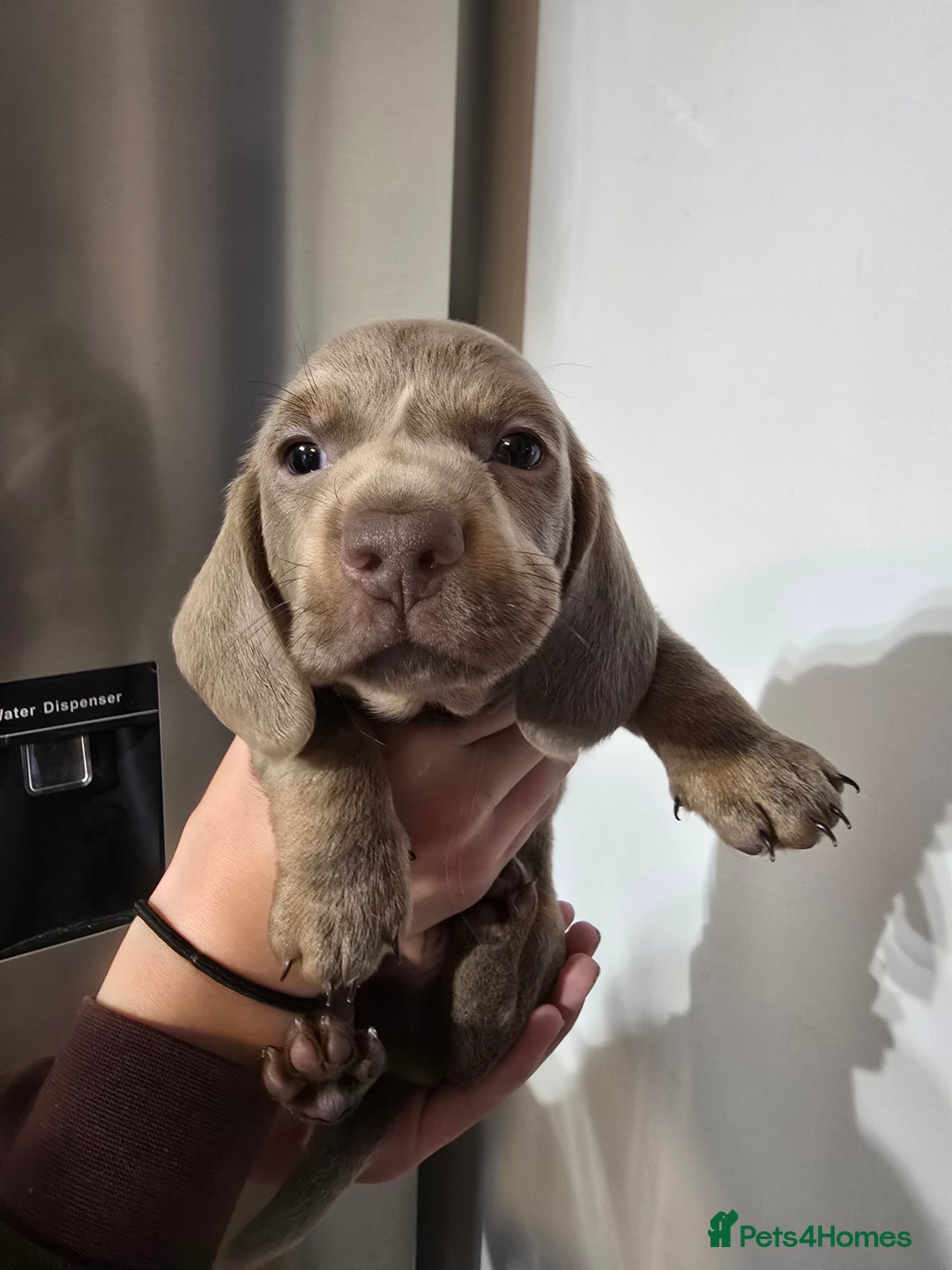 Dachshund dogs for sale: Short and long hair miniature dashund  - Image 16