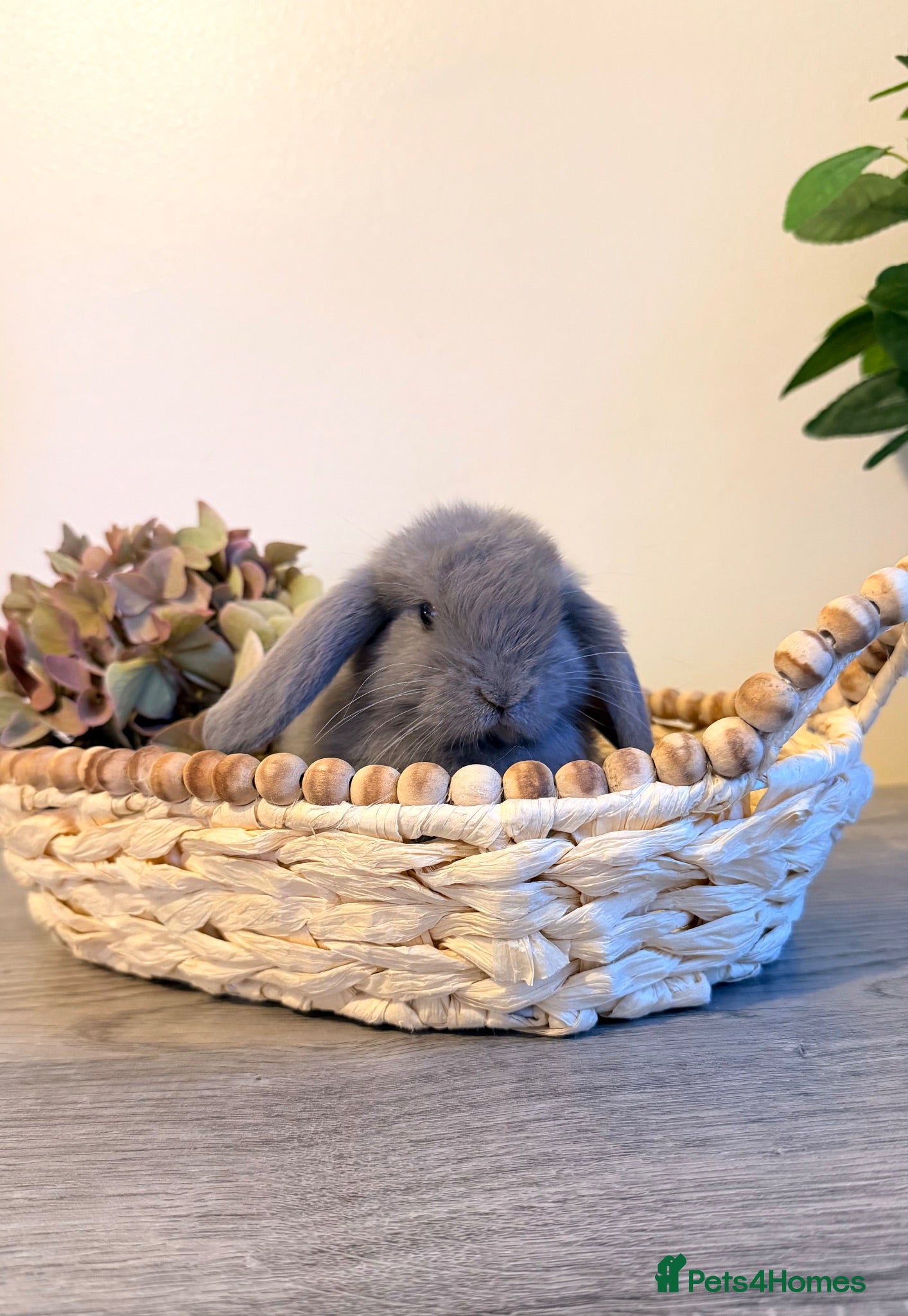 Lionhead rabbits Minilop babies - Lilacs £130 white £90 - Advert 19