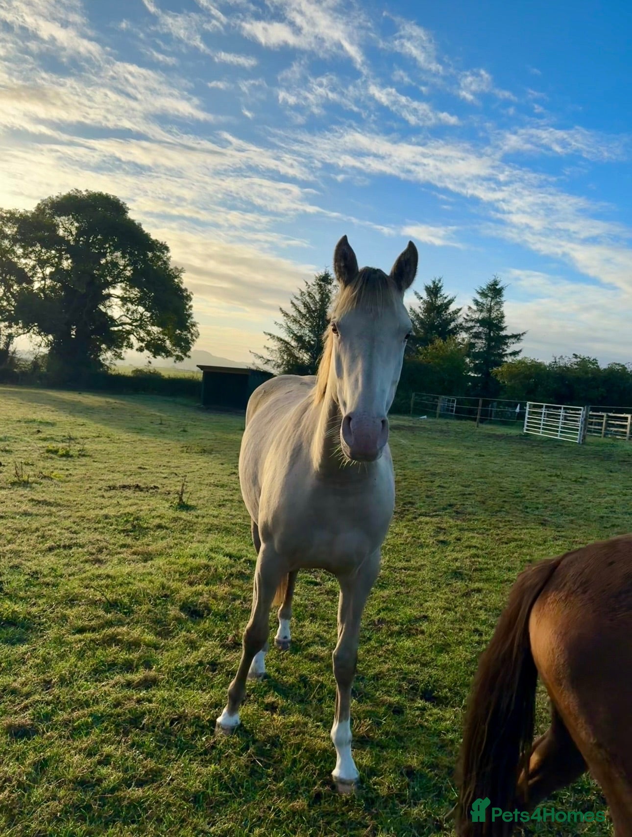 American Warmblood horses Stunning AES Reg 4yr Classic Champage Mare  - Advert 1