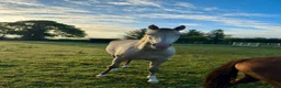 American Warmblood horses for sale: Stunning AES Reg 4yr Classic Champage Mare  - Advert 1