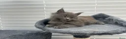 Maine Coon cats for sale:  Gorgeous Maine Coon Kittens for Sale  in London - Advert 3