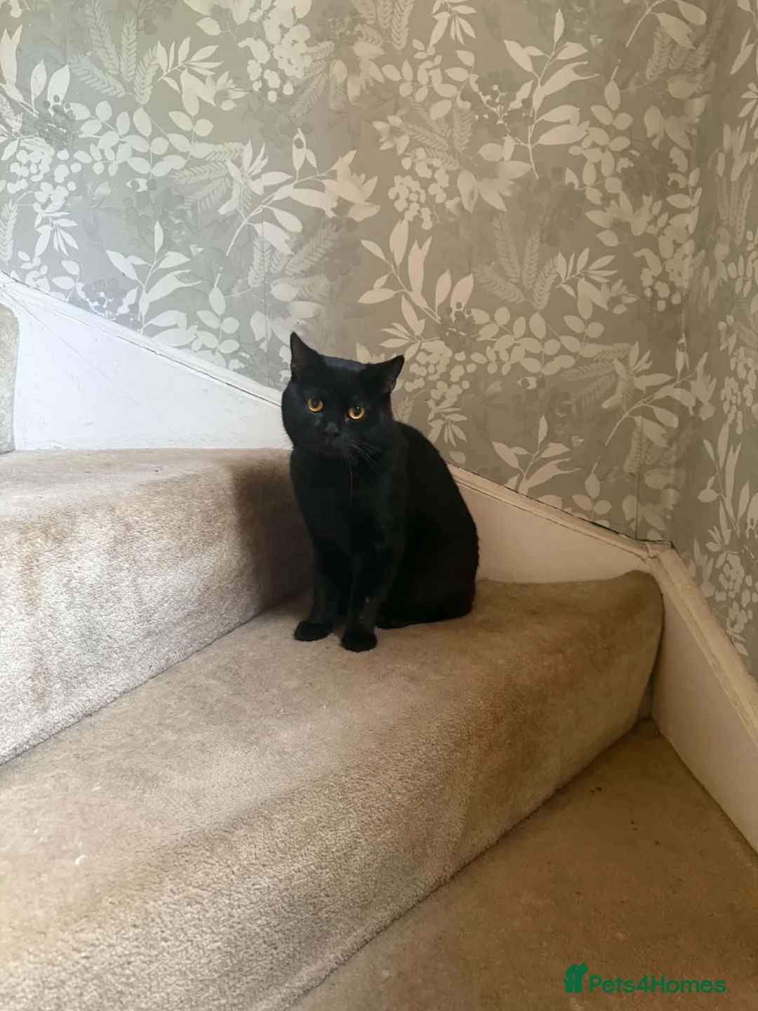 British Shorthair cats for sale: Cole BSH boy looking for new home - Advert 2
