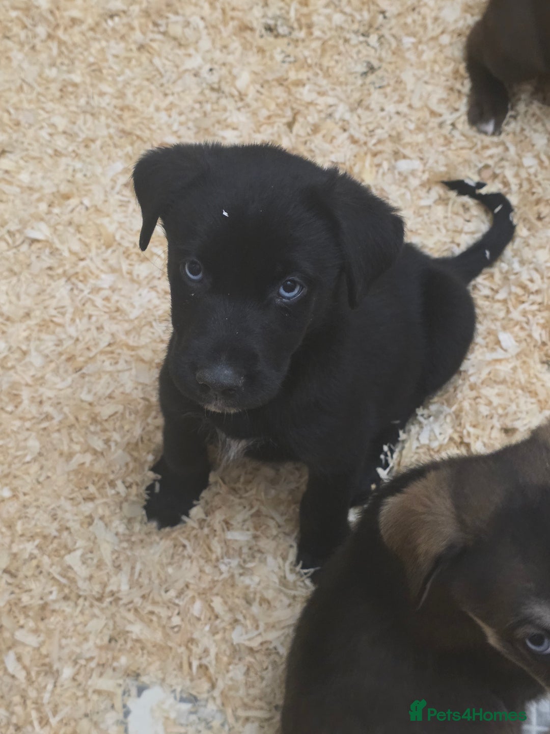 Mixed Breed dogs for sale: STUNNING RED FOX LABRADOR X SPECIAL SIBERIAN HUSKY - Advert 37