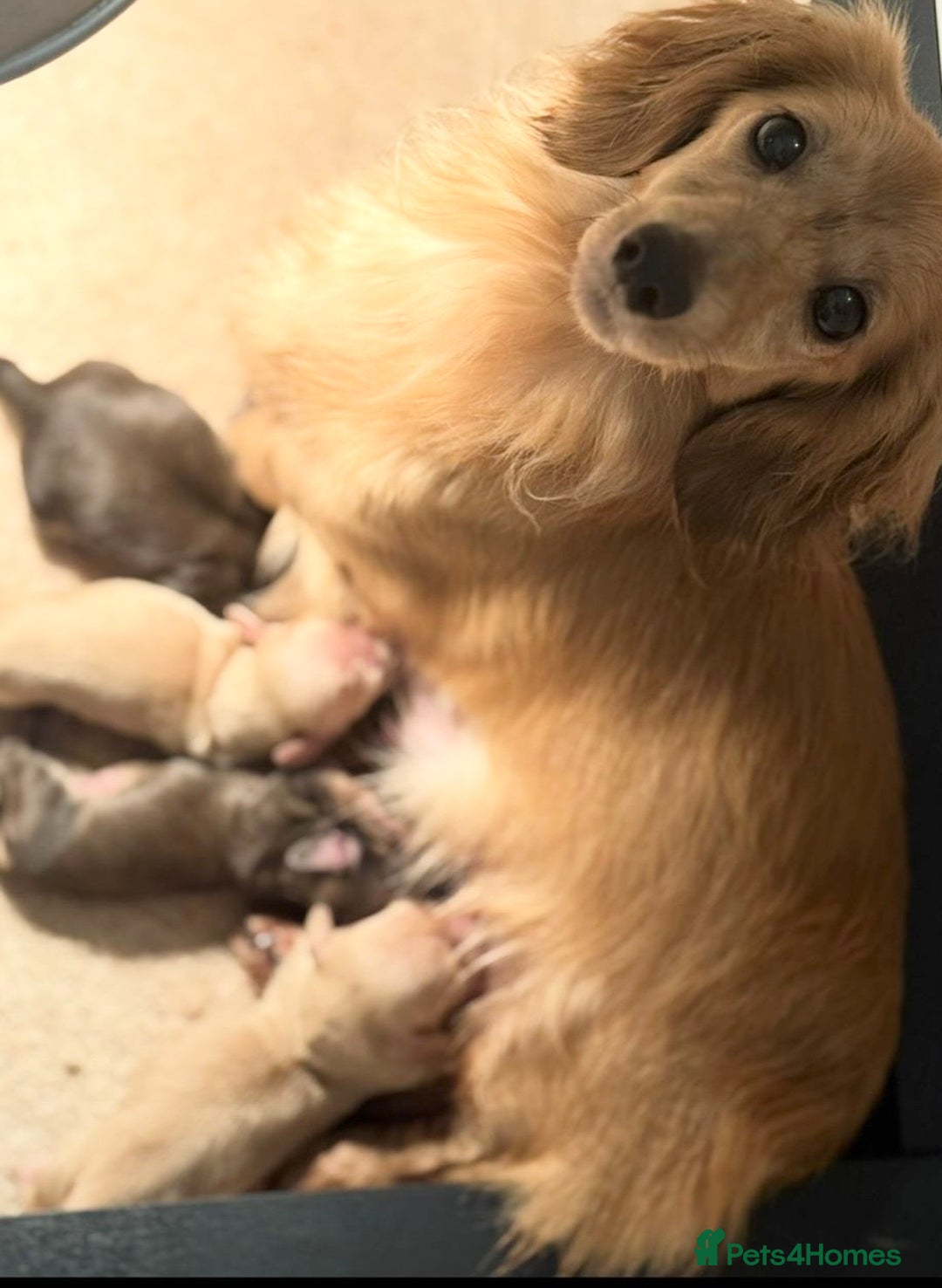 Miniature Dachshund dogs for sale: Cream Long Haired - Ready now! Boys and Girls  - Image 8