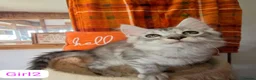 Maine Coon cats for sale: BEAUTIFUL MAINE COON KITTENS, POLY AND NON POLY  - Advert 12