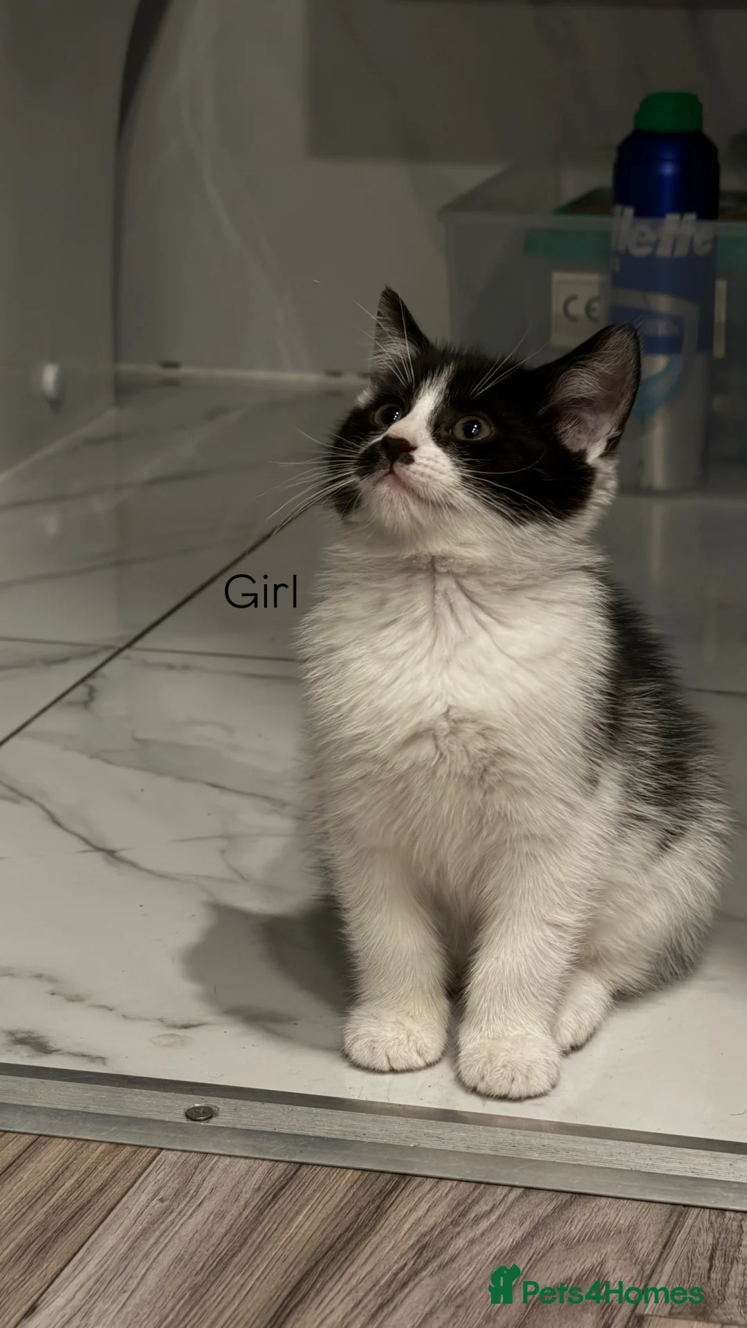 Mixed Breed cats for sale: Kittens for sale 🙌🏽 in London - Advert 2
