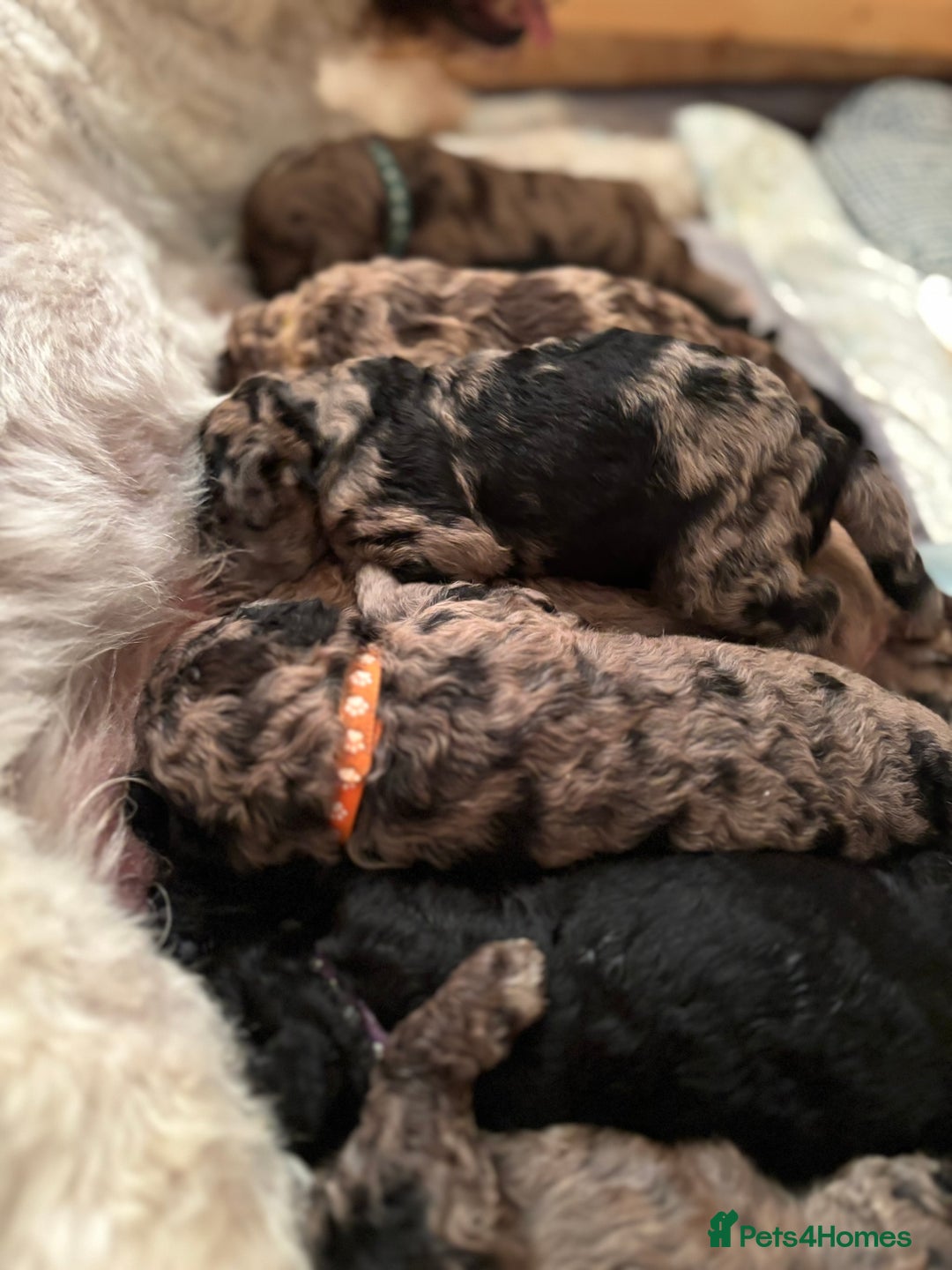 Goldendoodle dogs for sale: F1B Goldendoodle Puppies – Merle & Black – Essex - Image 3