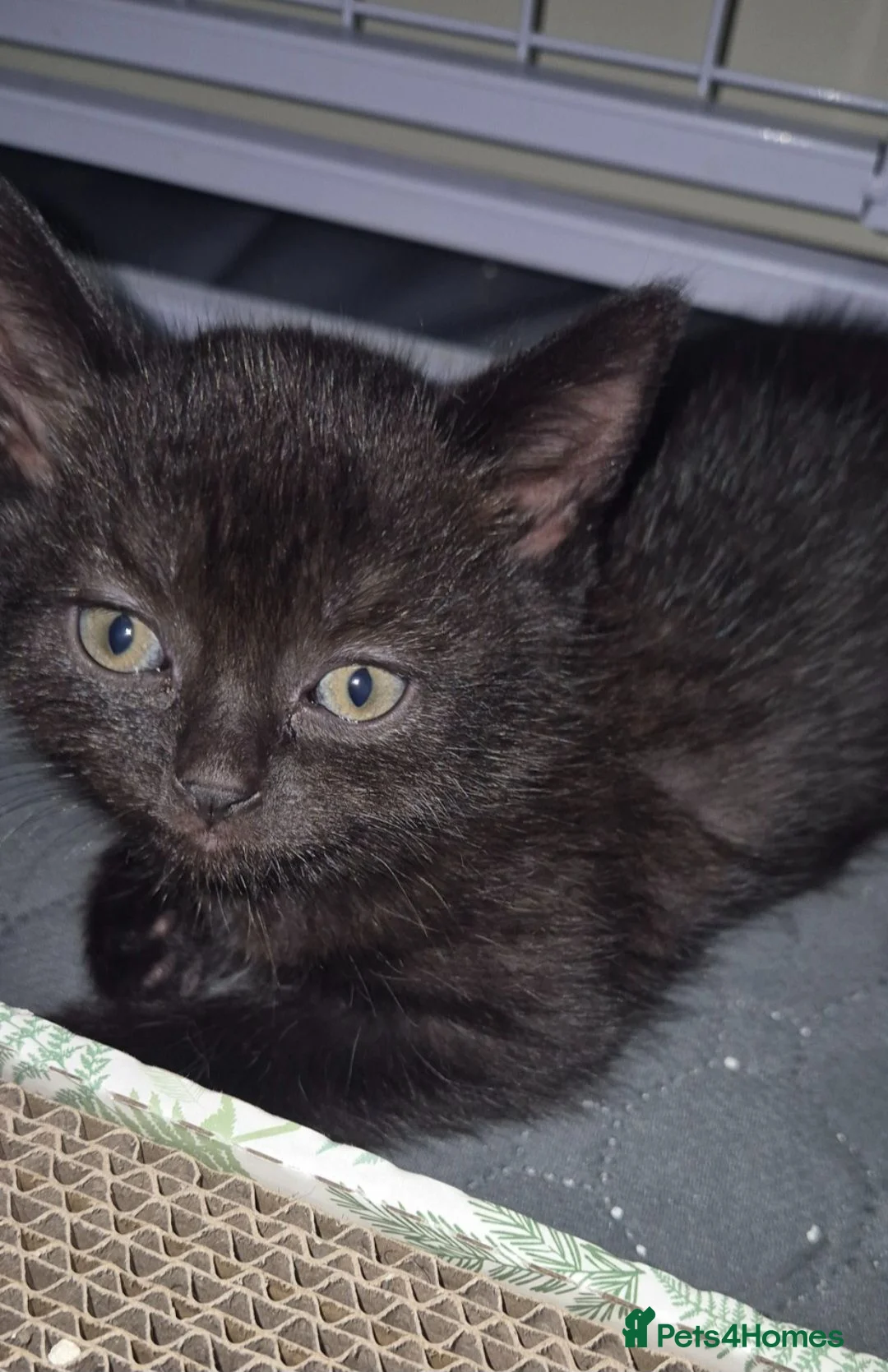 Mixed Breed cats for sale: British Shorthair cross kittens - Advert 8