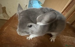 Chinchilla rodents for sale: Pair of Young Female Chinchillas - Image 10