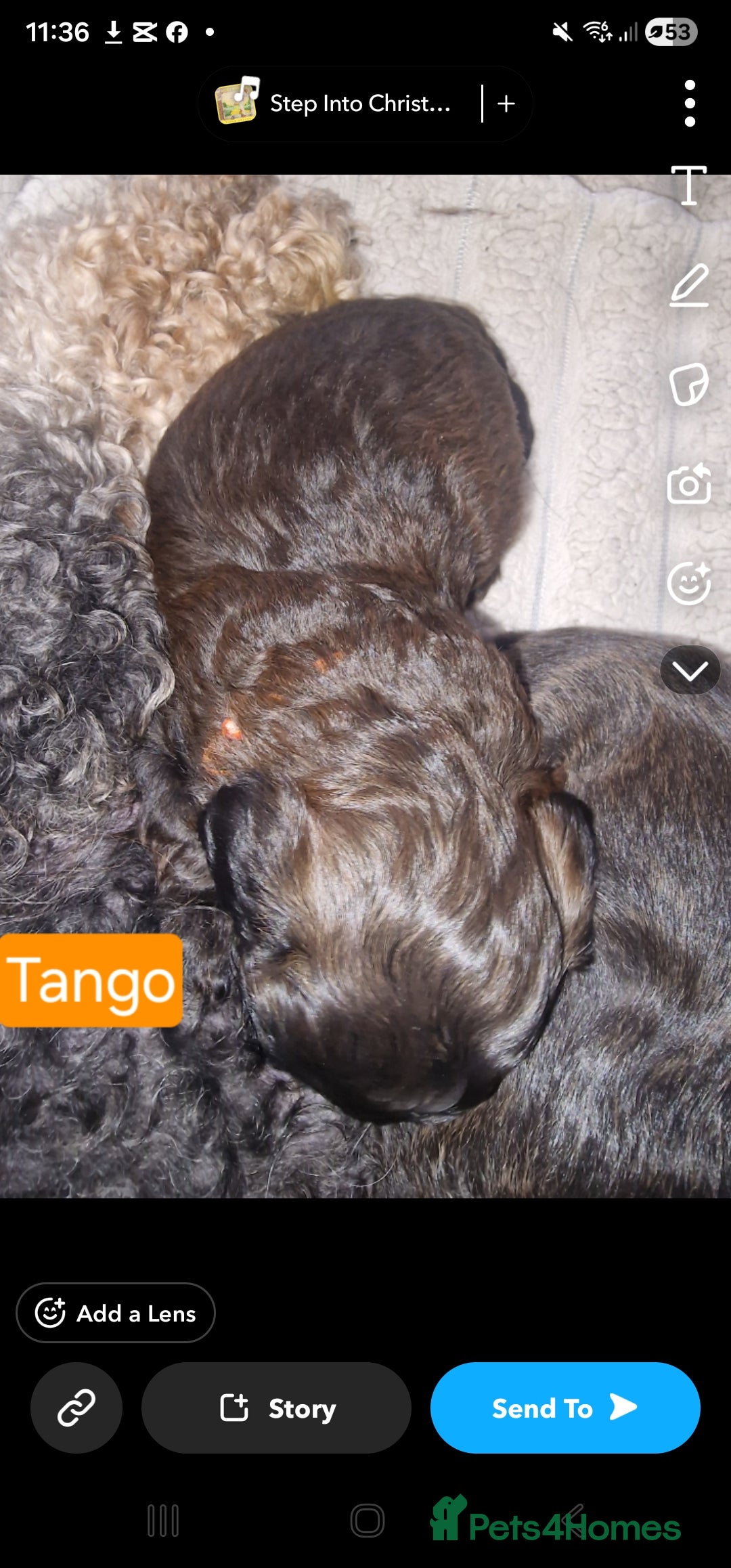 Mixed Breed dogs for sale: Floodle  - Advert 6