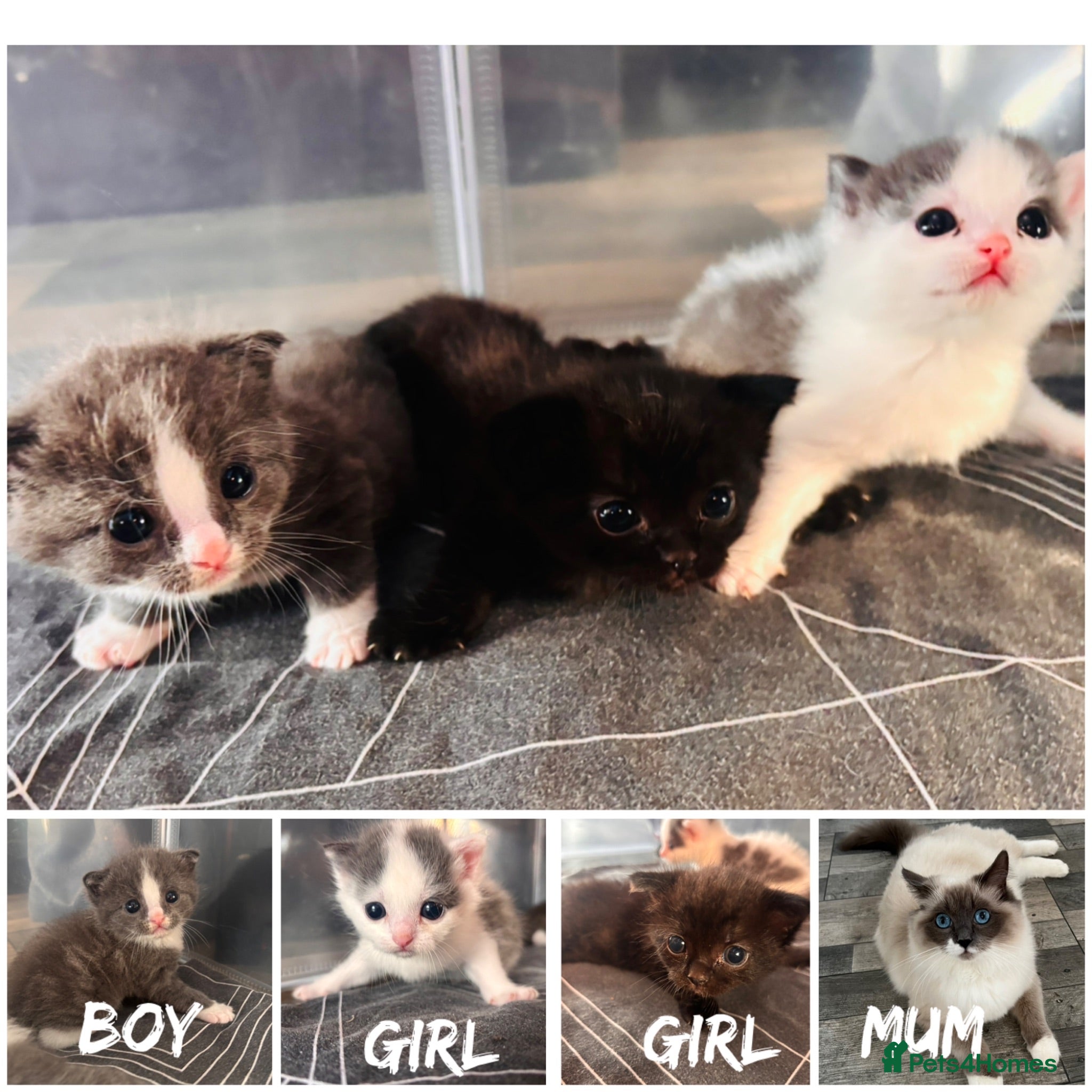 Mixed Breed cats Ragdol X kittens  - Advert 10