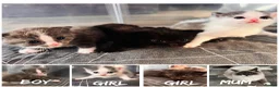 Mixed Breed cats for sale: Ragdol X kittens  - Advert 1