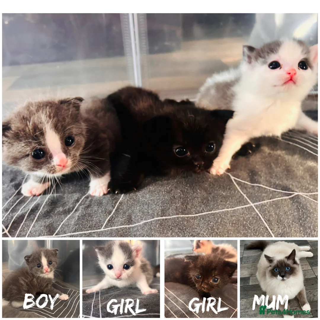 Mixed Breed cats for sale: Ragdol X kittens  - Advert 1
