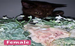 Mixed Breed cats for sale: Beautiful kittens Ready now Open to offers  in Chester - Image 11