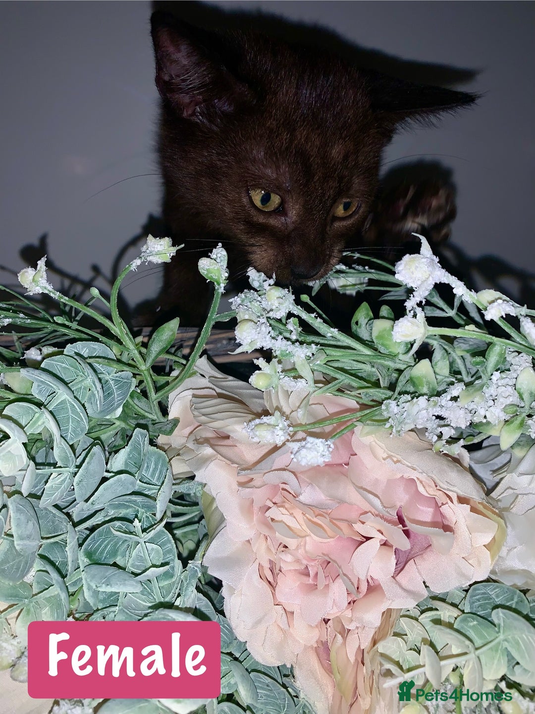 Mixed Breed cats for sale: Beautiful kittens Ready now Open to offers  in Chester - Image 11