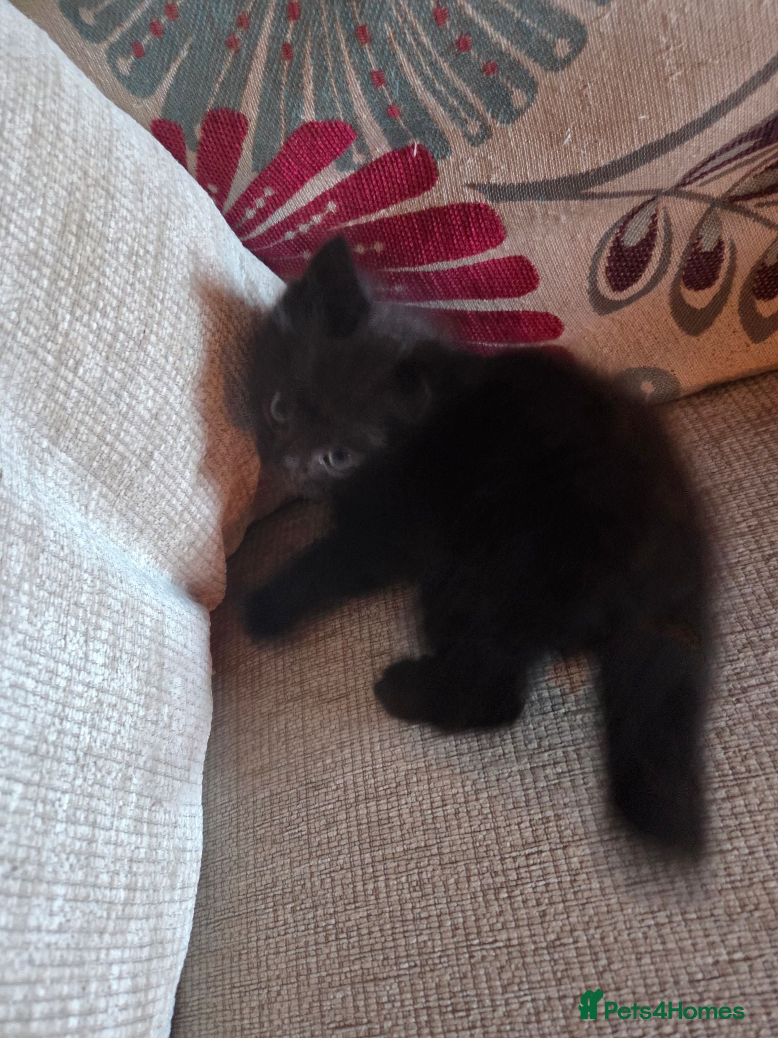 Mixed Breed cats KITTENS FORSALE - Advert 2