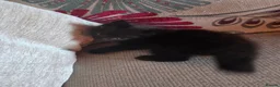 Mixed Breed cats for sale: KITTENS FORSALE - Advert 1