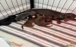 Miniature Dachshund dogs for sale: FOR SALE *Miniature dachshund puppies*  - Image 13