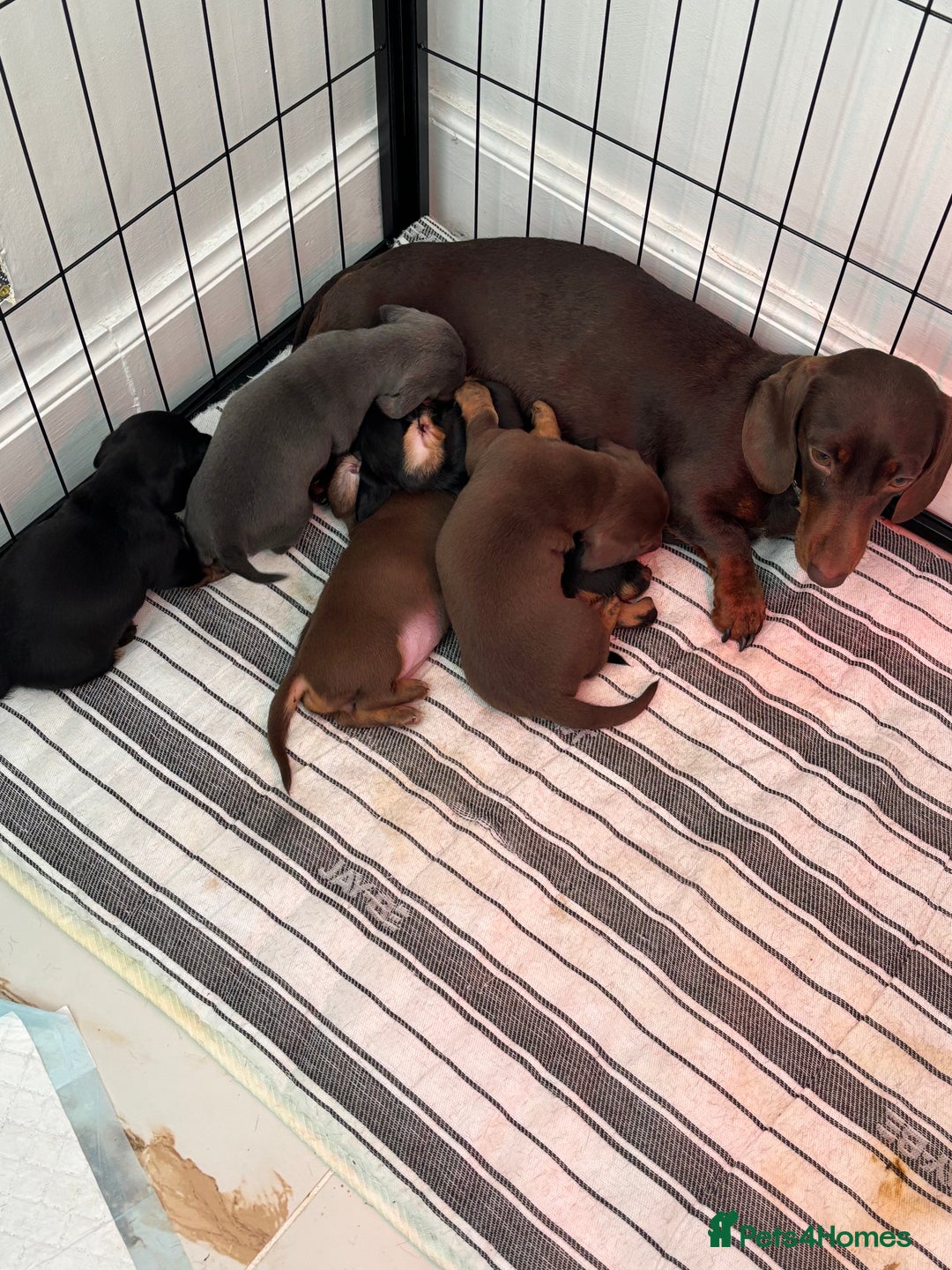 Miniature Dachshund dogs for sale: FOR SALE *Miniature dachshund puppies*  - Image 13