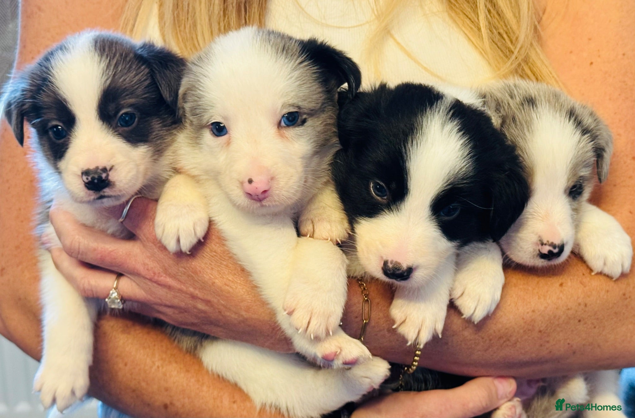 Border Collie dogs Pure Bred Border Collie Puppies For Sale - Advert 1