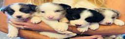 Border Collie dogs for sale: Pure Bred Border Collie Puppies For Sale - Advert 2