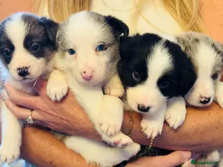 Offset Border Black merle Border Collie Puppies for sale | Pets4Homes