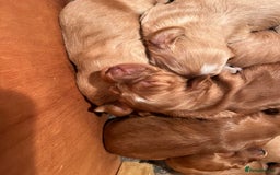 Cockapoo dogs for sale: 7 beautiful cockapoos  - Image 29
