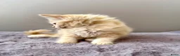 Ragdoll cats for sale: TICA registered cherubim ragdoll kittens - Advert 17