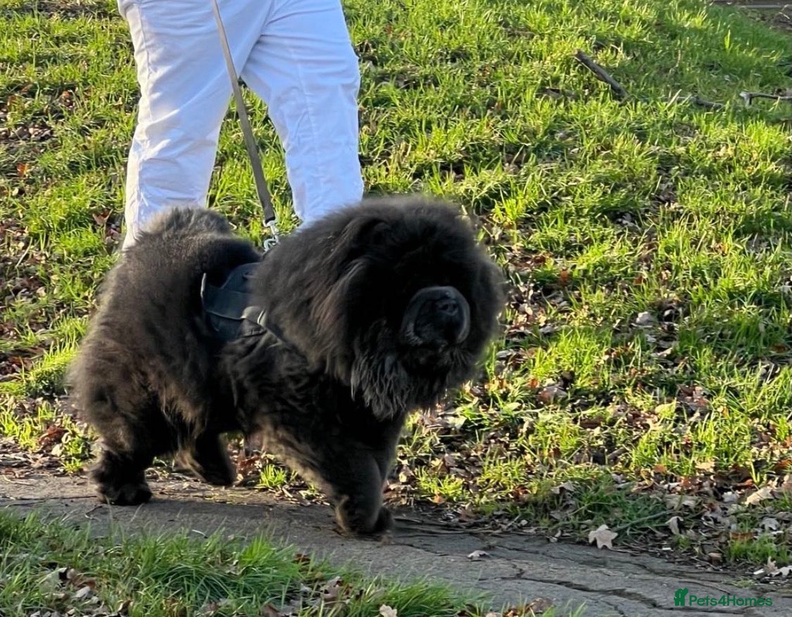 Chow Chow dogs Chow chow  - Advert 14