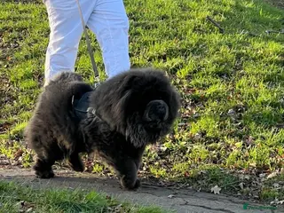 Chow Chow dogs Chow chow - Advert 14