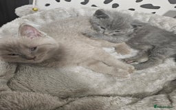 British Shorthair cats for sale: BRITISH SHORTHAIR X SCOTTISH FOLD - Image 8