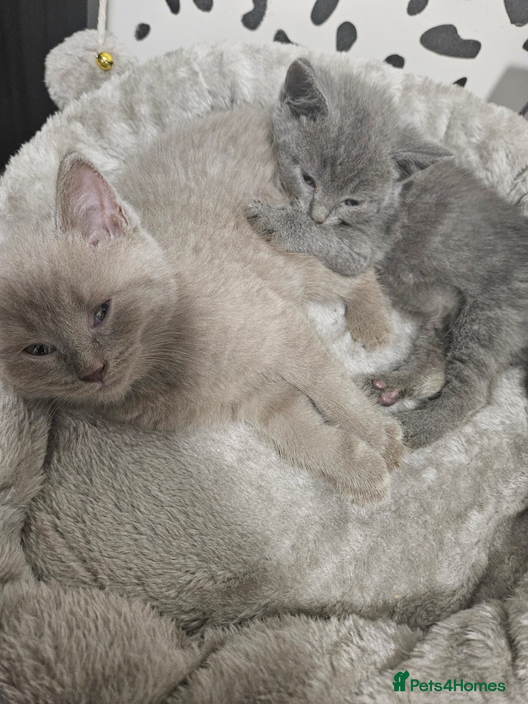 British Shorthair cats for sale: BRITISH SHORTHAIR X SCOTTISH FOLD - Image 8