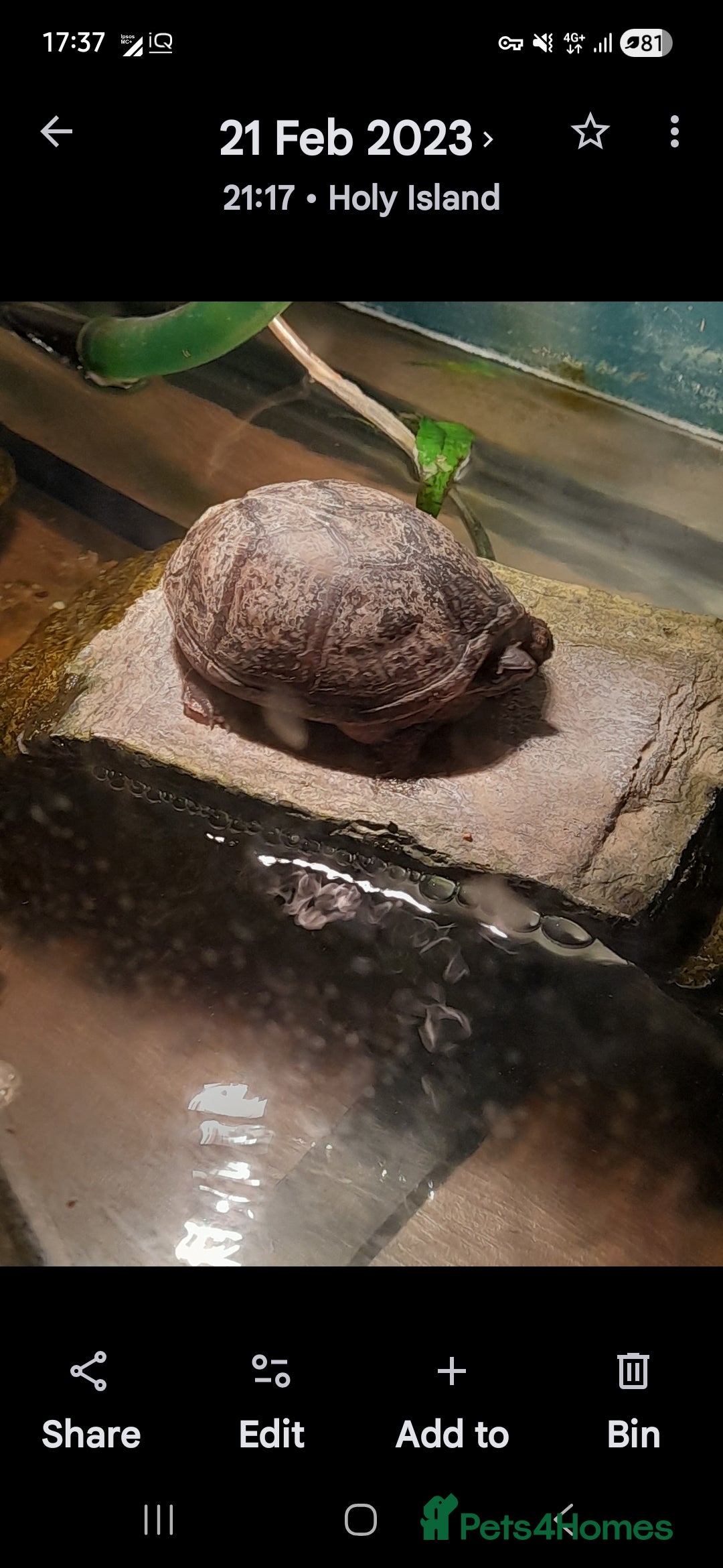 Turtle reptiles Musk turtle - Advert 1