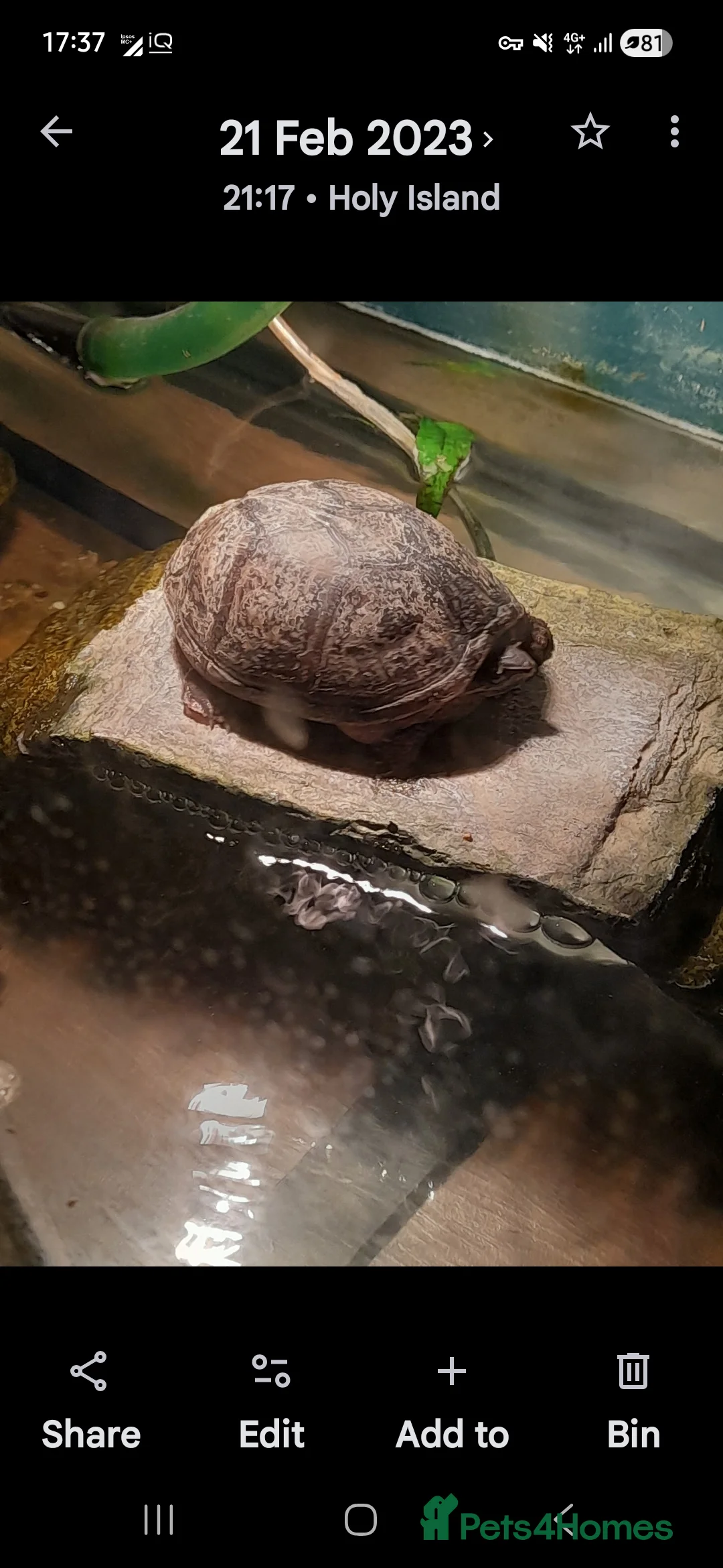 Turtle reptiles for sale: Musk turtle - Advert 1