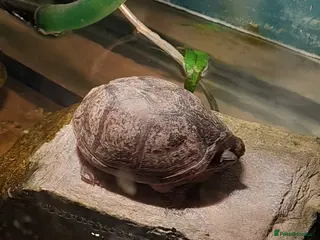 Turtle reptiles Musk turtle - Advert 1