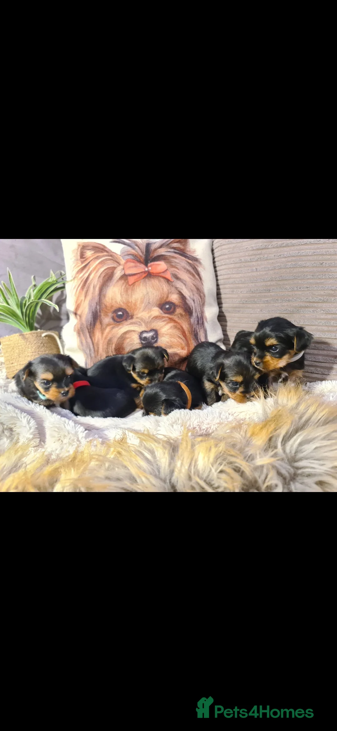 Yorkshire Terrier dogs for stud: PROVEN KC reg 2.5kg experienced STUD boy in Newton-le-Willows - Advert 14