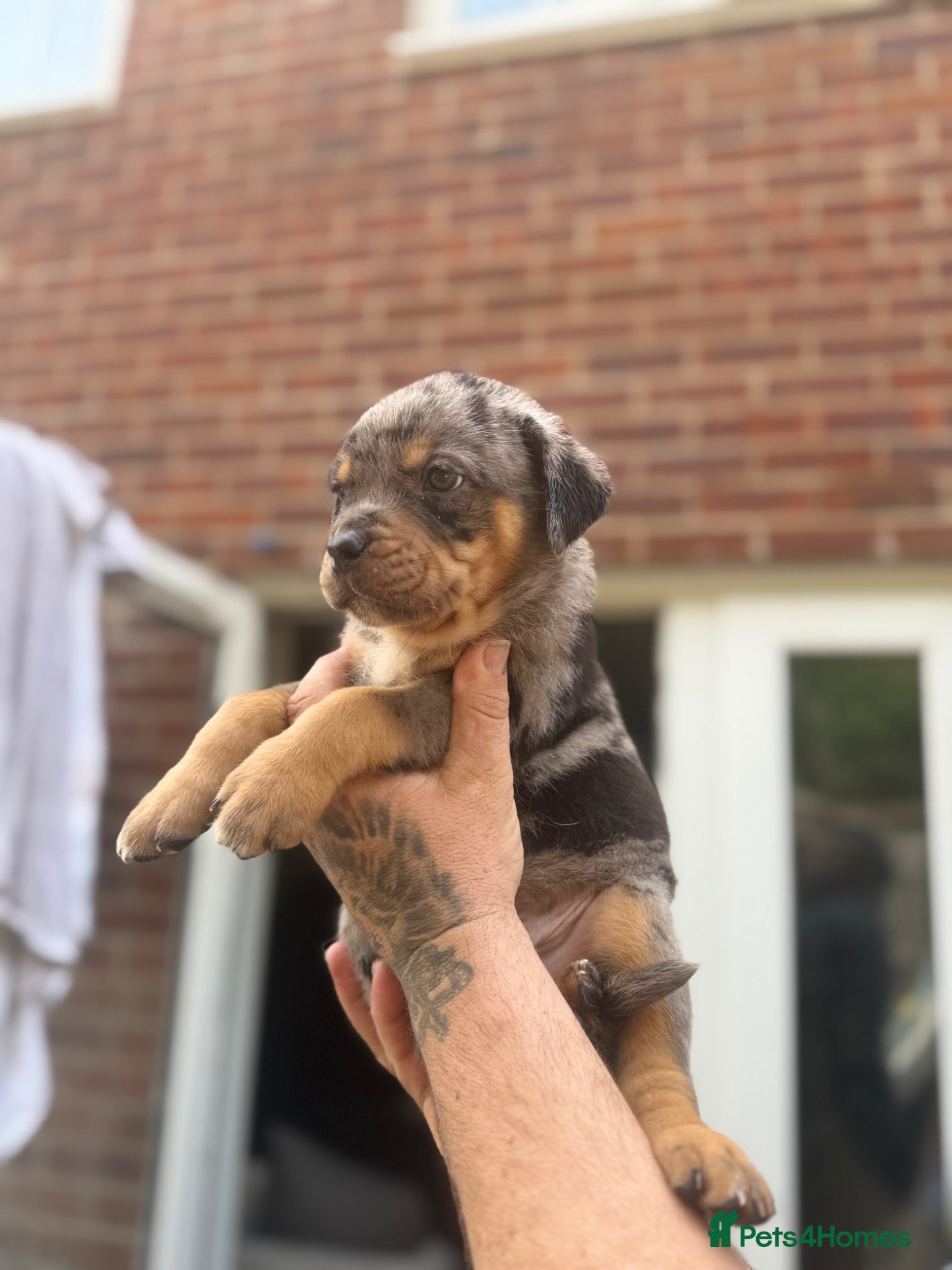 Mixed Breed dogs 9 Rottweiler catahoula bully puppies  - Advert 5