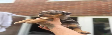Mixed Breed 1