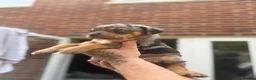 Mixed Breed dogs for sale: 9 Rottweiler catahoula bully puppies  - Advert 1
