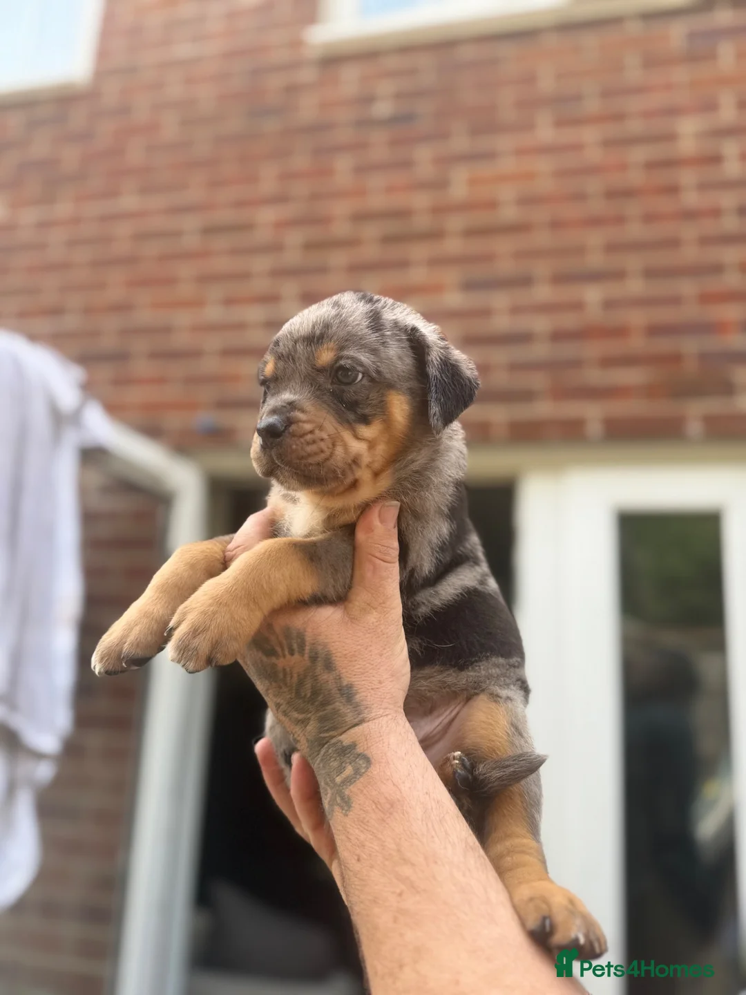 Mixed Breed dogs for sale: 9 Rottweiler catahoula bully puppies  - Advert 1